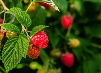 The Health Benefits of Drinking Pandan Tea