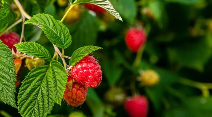 The Health Benefits of Drinking Pandan Tea