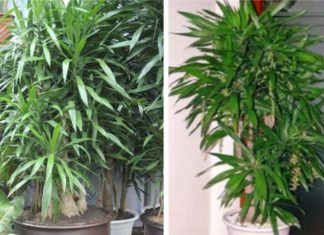 How to Grow and Care for Orchids – An Explanation