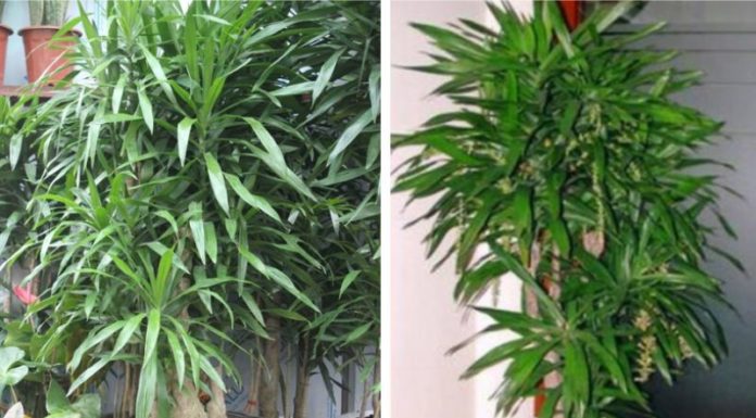 How to Grow and Care for Orchids – An Explanation