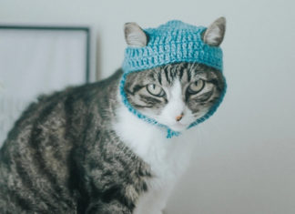 6 Tips for Decorating Your Home to Live in Harmony with Pets