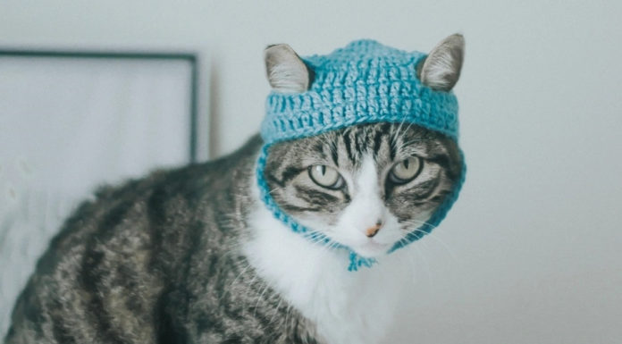 6 Tips for Decorating Your Home to Live in Harmony with Pets