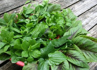 Conquer Premature Grey Hair with the Power of Food