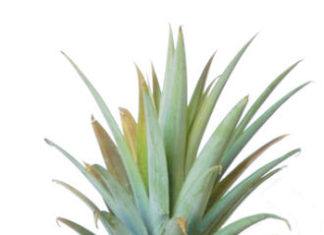 Quick and Beautiful Fruit Carving: Simple yet Eye-Catching