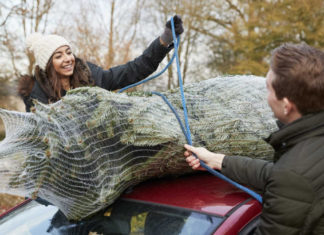 6 Creative Ways to Reuse Your Christmas Tree After the Holidays