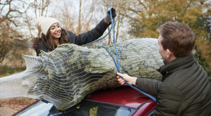 6 Creative Ways to Reuse Your Christmas Tree After the Holidays