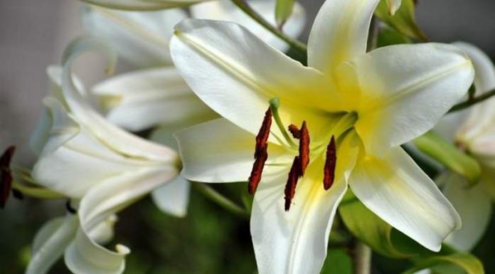 7 Types of Flowers Pregnant Women Should Stay Away From to Protect their Health