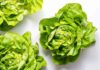 Secrets to keeping lettuce fresh and crisp for 14 days