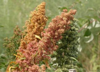 What is Quinoa – The Benefits and Cooking Instructions