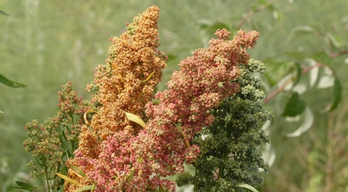 What is Quinoa – The Benefits and Cooking Instructions