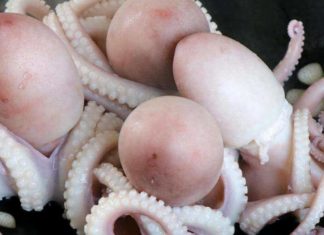 Fresh and Delicious Seafood in Season with High Protein Content