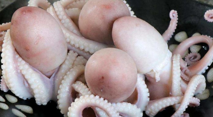 Fresh and Delicious Seafood in Season with High Protein Content