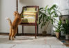 9 Indoor Plants That Don’t Get Along with Pets