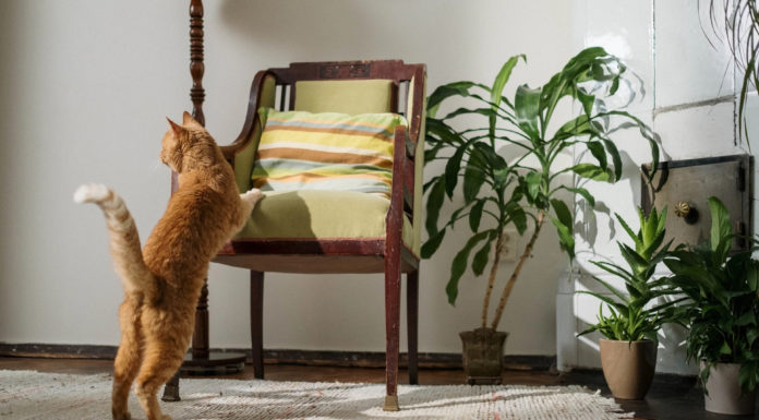 9 Indoor Plants That Don’t Get Along with Pets