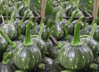 What is immature winter melon? Easy-to-make delicious dishes from immature winter melon