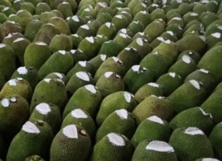 What is the effect of applying chalk on jackfruit?