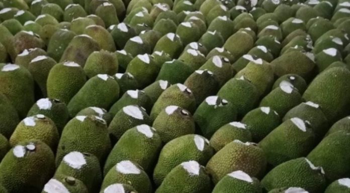 What is the effect of applying chalk on jackfruit?