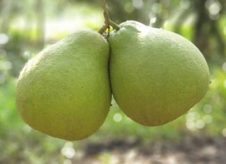 Pomelo with orange leaf candy – What is it? Tips for selecting delicious pomelo