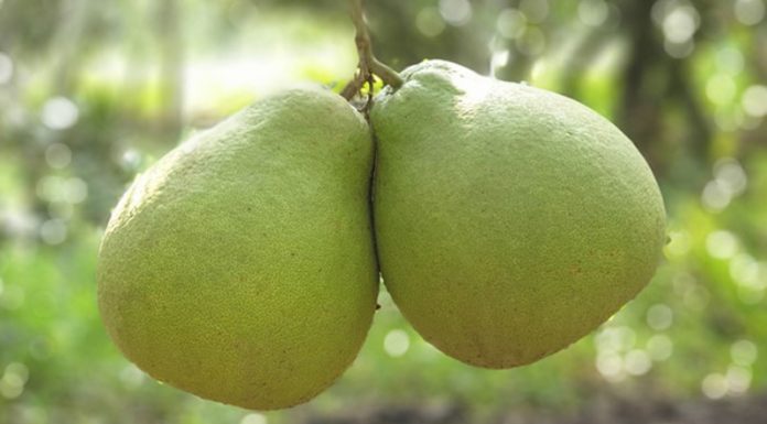 Pomelo with orange leaf candy – What is it? Tips for selecting delicious pomelo