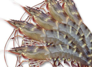 How to choose fresh and delicious shrimp – all 10 are high quality