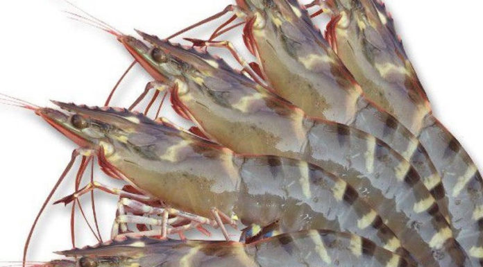 How to choose fresh and delicious shrimp – all 10 are high quality