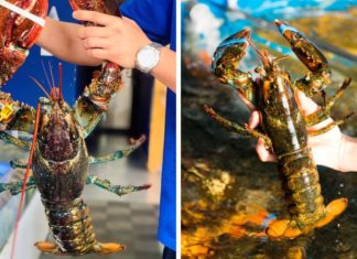 How to Prepare Alaska Lobster for Various Easy Dishes