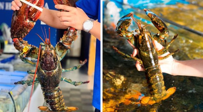 How to Prepare Alaska Lobster for Various Easy Dishes