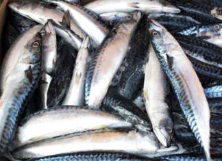Tips to Keep Fish Fresh for Longer