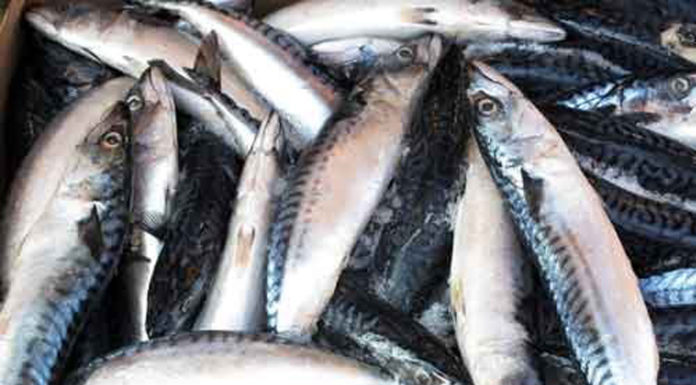 Tips to Keep Fish Fresh for Longer