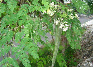 The Hidden Facts about the Goji Berry Tree and Traditional Medicinal Uses of Goji Berry