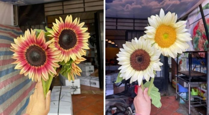 Unique and Stunning Sunflower – A Painting-Like Beauty That Everyone Wants to Buy