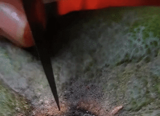 No Need for Expertise to Know How Many Segments are in a Pomelo: Watch this Amazing Trick and Start Enjoying Pomelo Right Away!