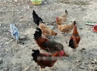 Why Smart People Never Throw Away Garlic Peels: Hear the Reason I Regret Not Knowing Sooner