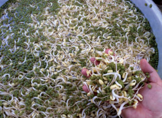 Discover 2 tons of durian soaked in chemicals for quick ripening