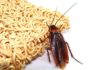 How to exterminate cockroaches using instant noodle broth