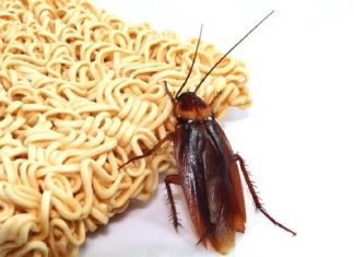 How to exterminate cockroaches using instant noodle broth