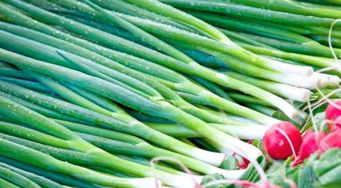 Keep Your Greens Lively and Luscious: A Year-Round Guide to Freshness.