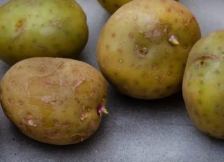 “Why Should Potatoes Be Kept in the Dark?”