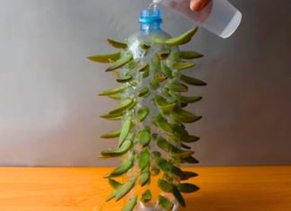 Don’t Miss These Amazing Gardening Tips