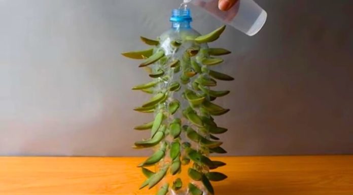 Don’t Miss These Amazing Gardening Tips