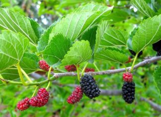 Whiten Your Skin with 100% Natural Ingredients