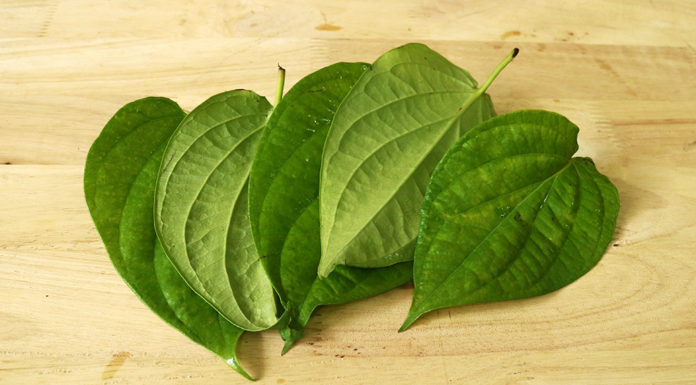 Use Betel Leaves to Easily Remove Plaque and Cure Gum Inflammation