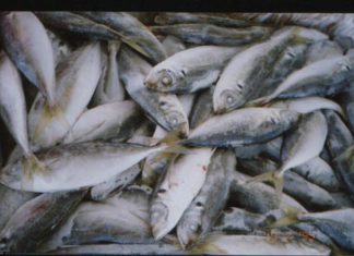 The Ultimate Guide to Preparing Seafood: Tips for Perfectly Seasoned and Delicious Dishes