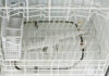 Using Natural Ingredients to Clean the Inside of a Dishwasher – Tips and Advice