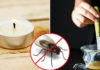 10 Surprisingly Effective DIY Ways to Get Rid of Flies