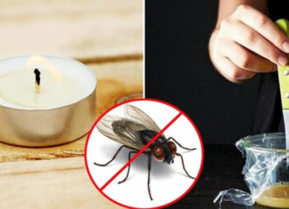 10 Surprisingly Effective DIY Ways to Get Rid of Flies