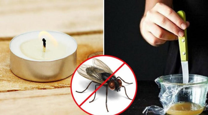 10 Surprisingly Effective DIY Ways to Get Rid of Flies