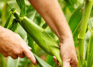 Tips for a Highly Productive Vegetable Garden