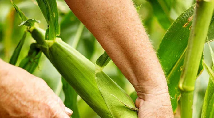 Tips for a Highly Productive Vegetable Garden