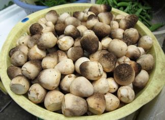 10-Day Mushroom Preservation: Keeping Them Fresh and Crisp!